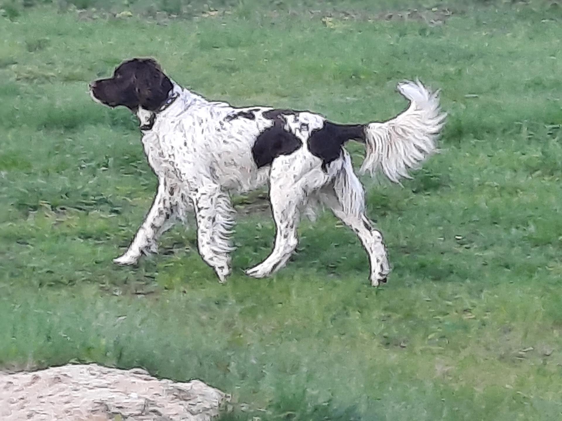 Photo de RANGER DE LA SOURCE RIANTE