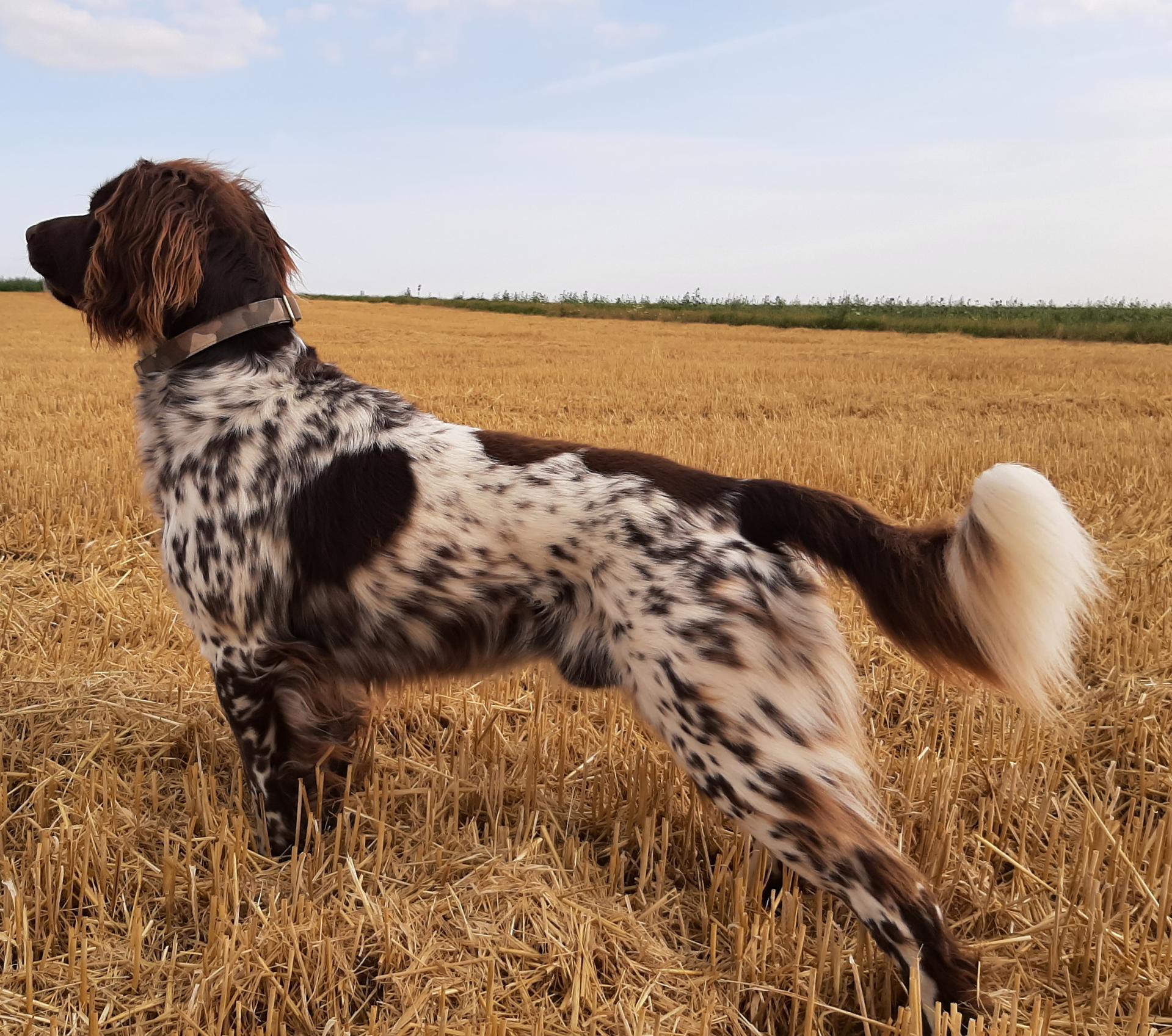 Photo de RAMBO DE LA FONTAINE BEAUCHAMPS