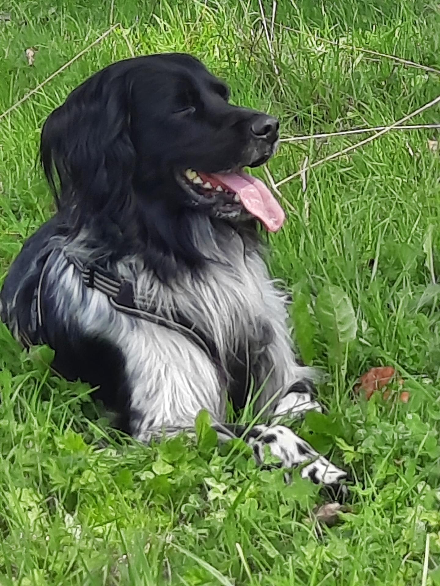 Photo de LOUCKY DU MARAIS BLANC