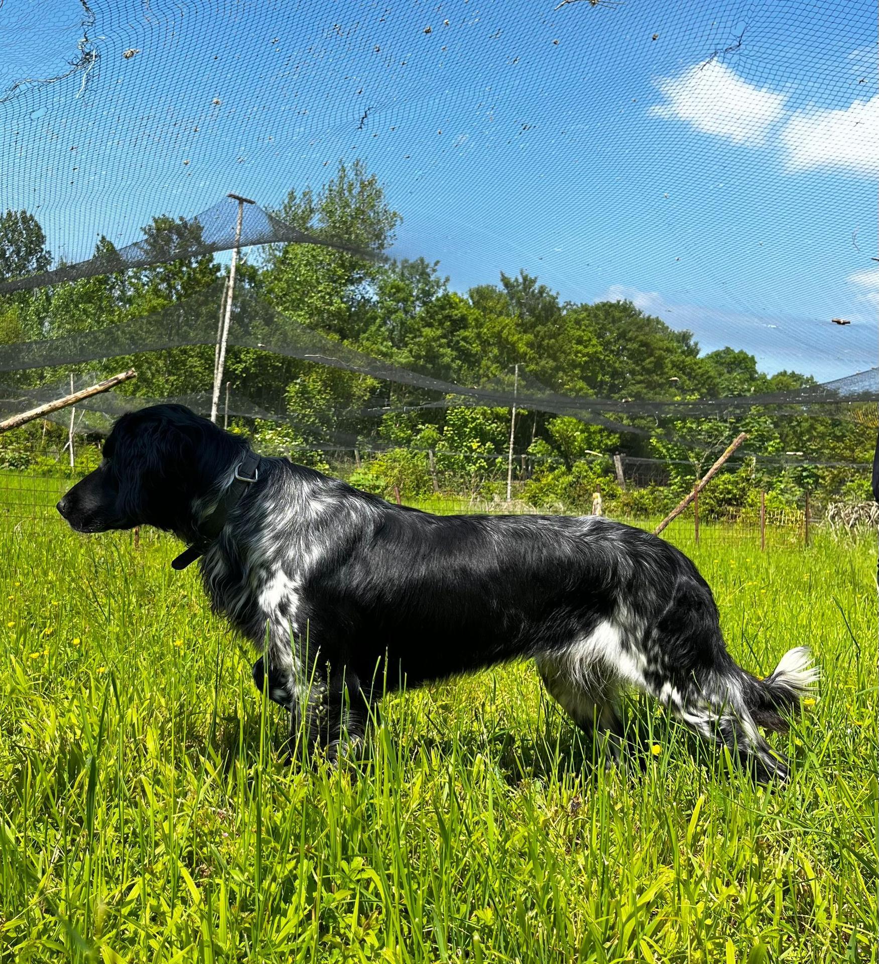 Photo de SYRAH DU HAUT BOULY