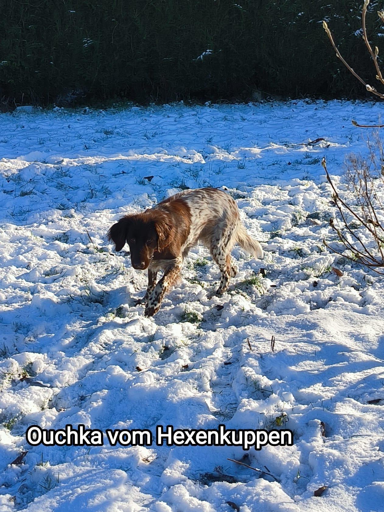 Photo de OUCHKA VOM HEXENKUPPEN