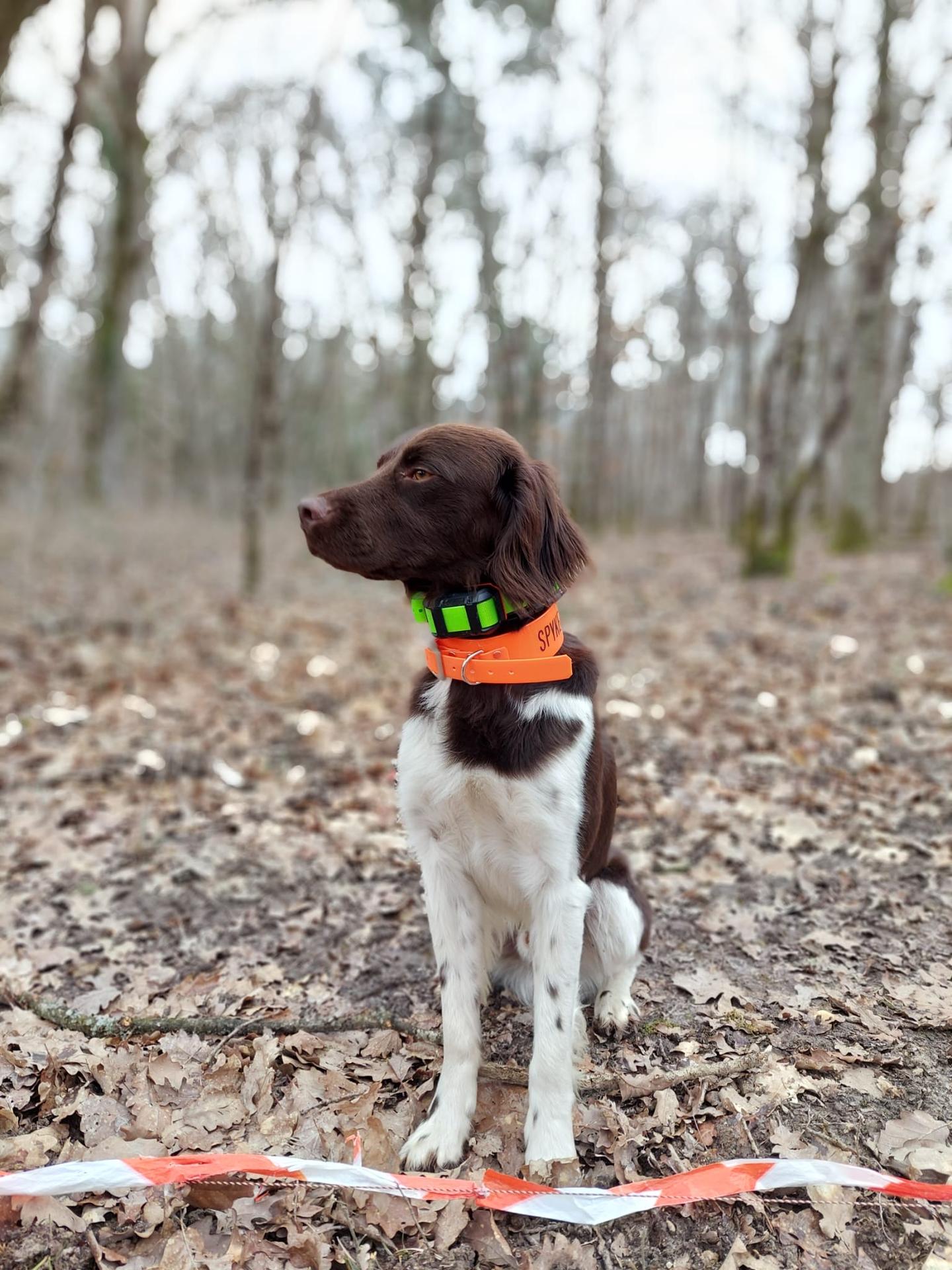 Photo de SAXO DU DOMAINE DU MONT CHAUVE