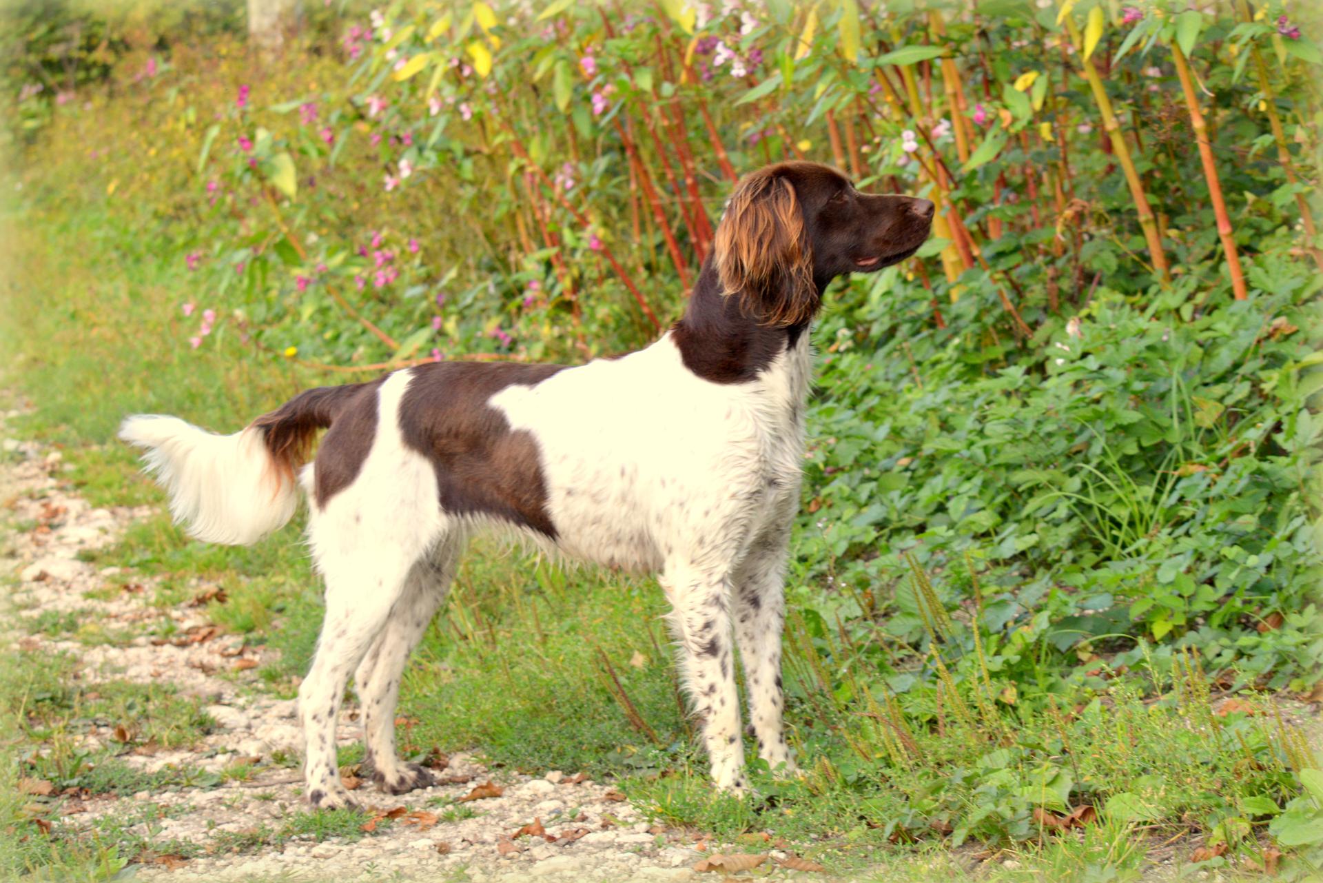 Photo de Purple Du Phoenix Ardent