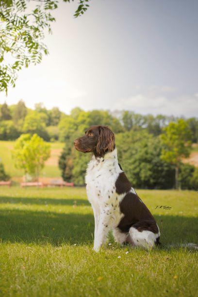 Photo de SIDGY DES HARDIES DU BOCAGE