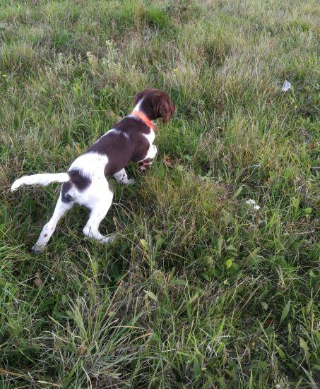 Photo de SIDGY DES HARDIES DU BOCAGE