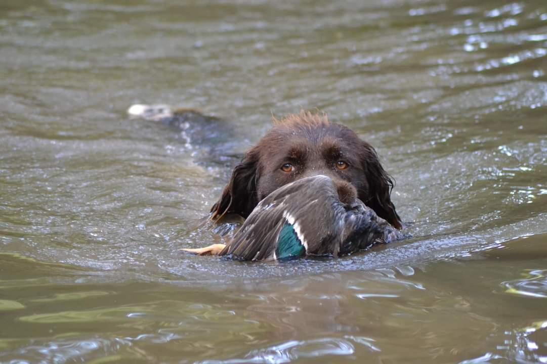 Photo de RAMBO DE LA FONTAINE BEAUCHAMPS