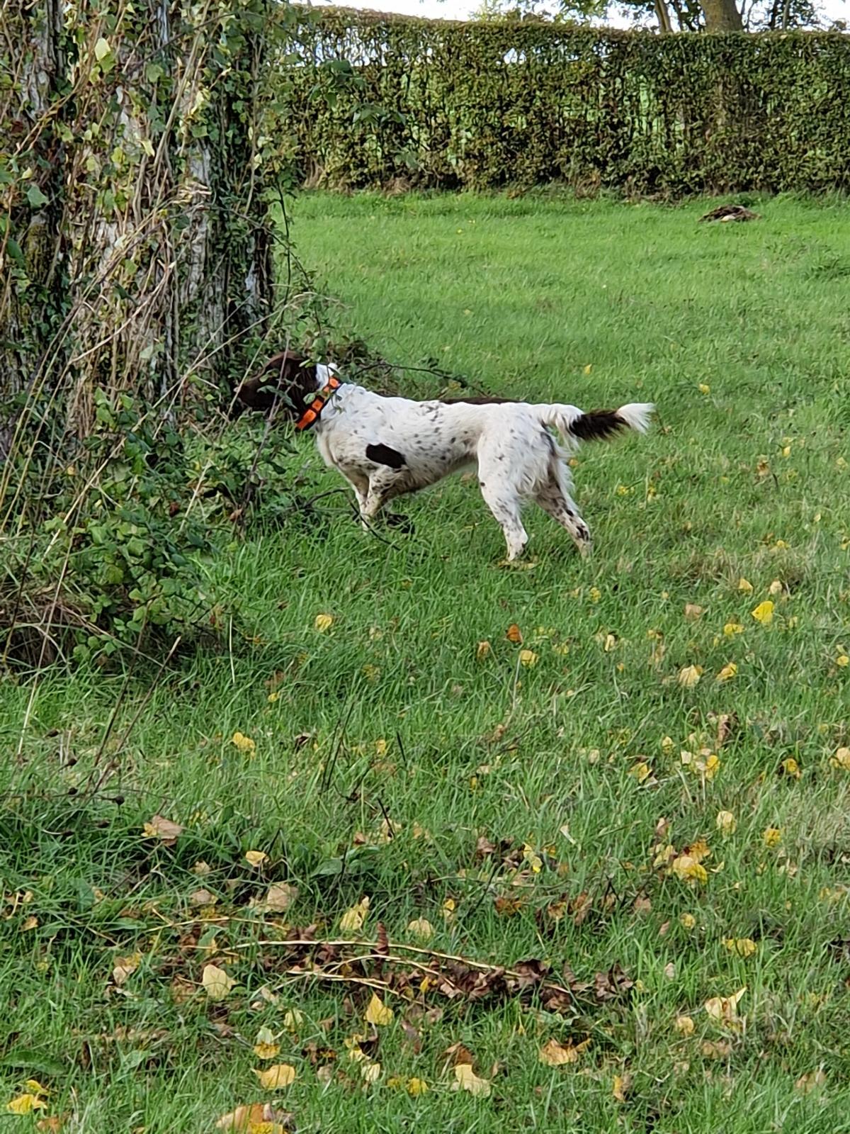 Photo de RÊVE DE WACOURT