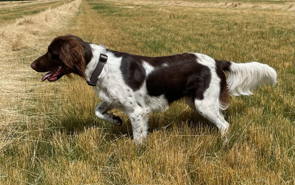 Photo de SIDGY DES HARDIES DU BOCAGE