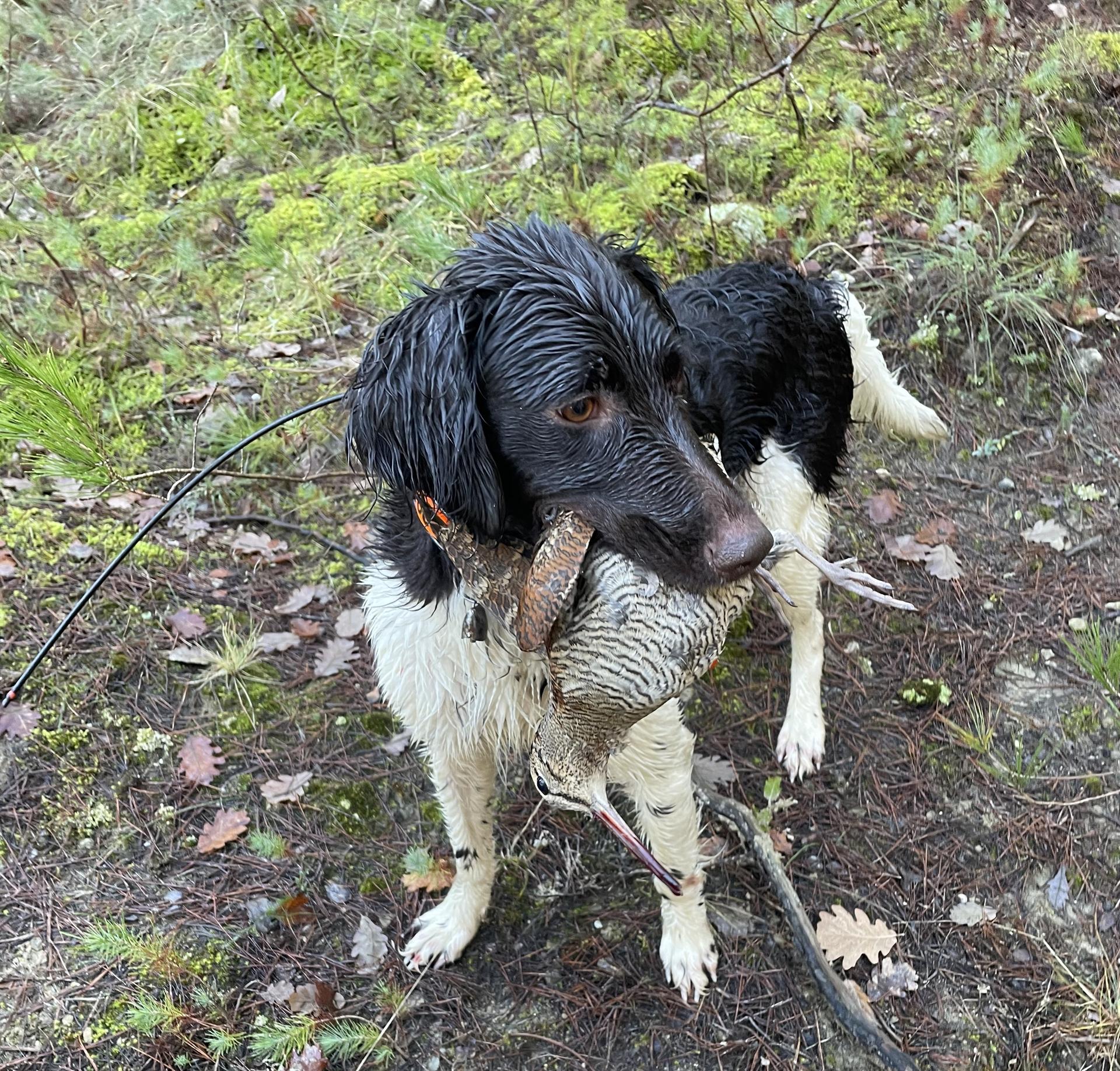 Photo de POLKA de la clairiere du haberacker