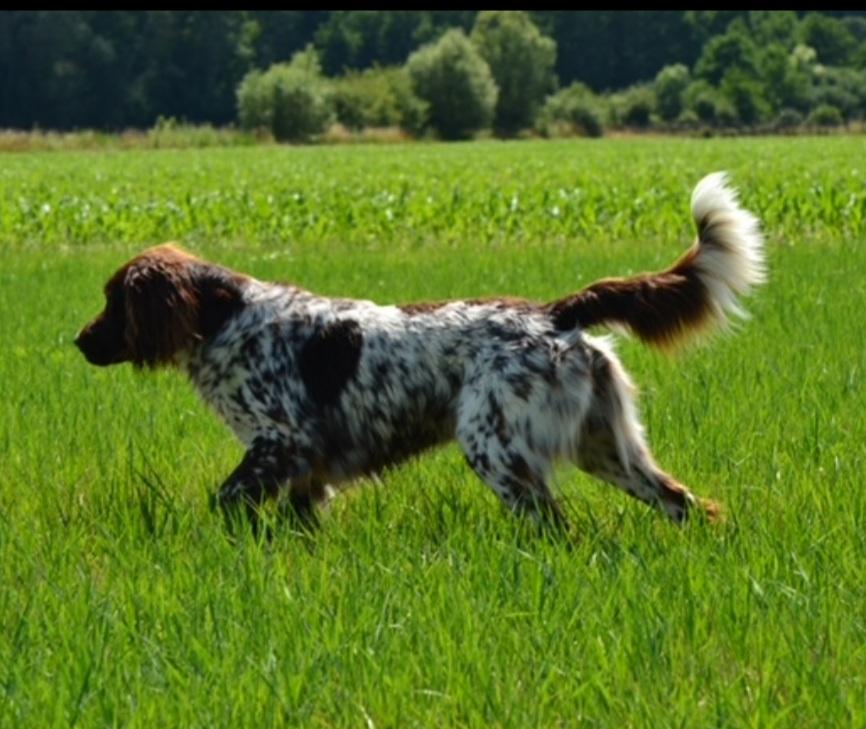 Photo de RAMBO DE LA FONTAINE BEAUCHAMPS