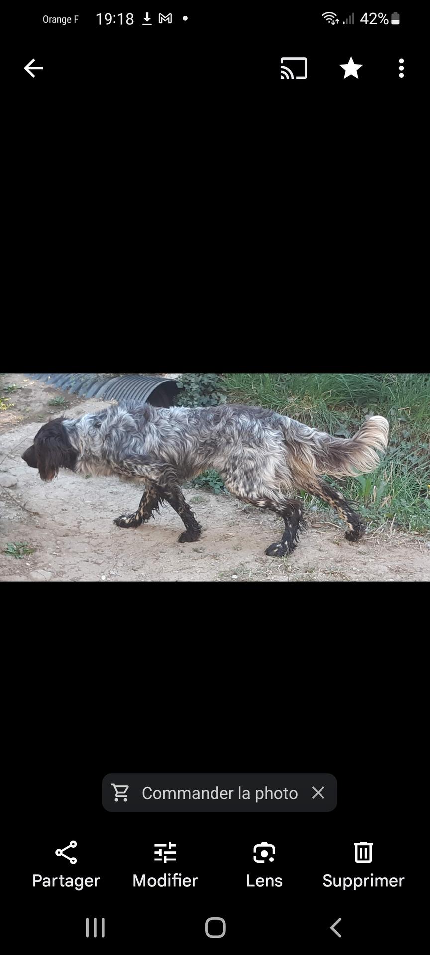 Photo de OPA DU MAS DES OISEAUX