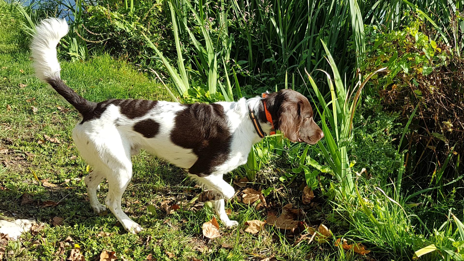 Photo de Syrus DES CHARMILLES DE L'ARKOSE