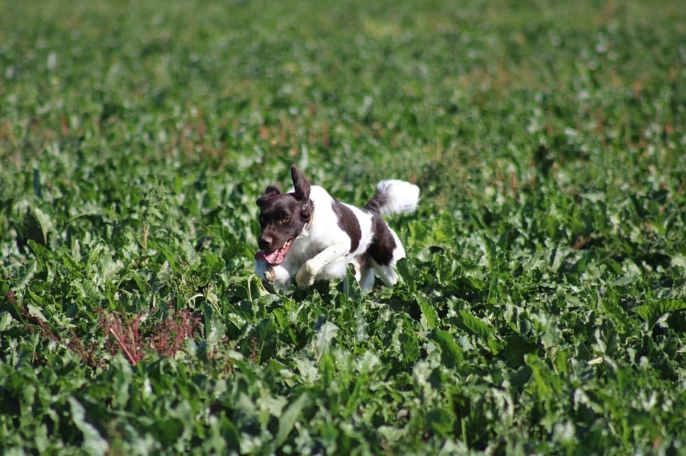 Photo de Syrus DES CHARMILLES DE L'ARKOSE