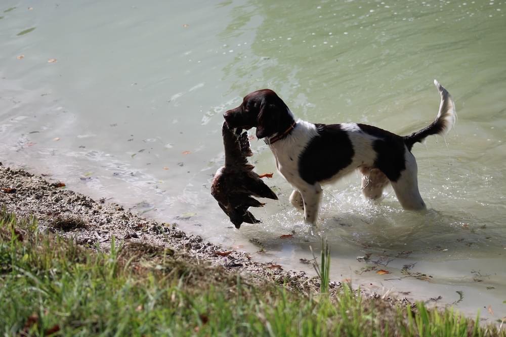 Photo de Syrus DES CHARMILLES DE L'ARKOSE