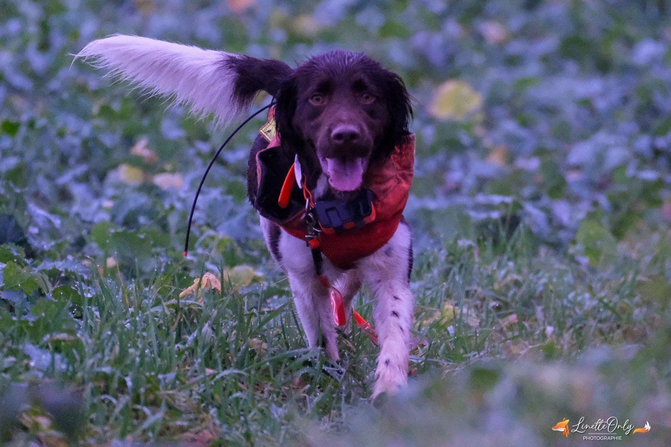 Photo de SAXO DU DOMAINE DU MONT CHAUVE