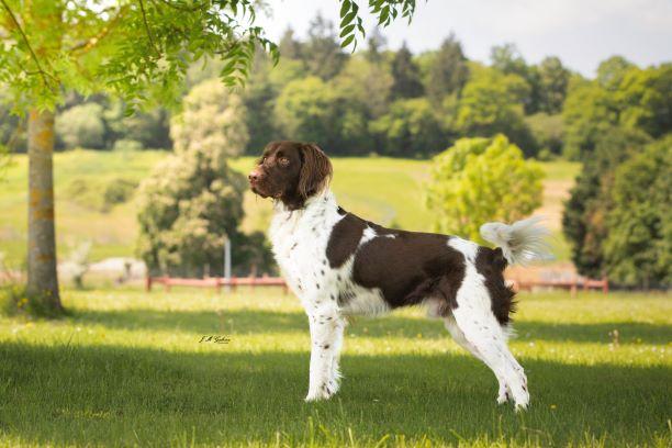 Photo de SIDGY DES HARDIES DU BOCAGE