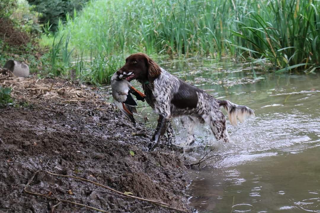 Photo de PEPSIE DES PATTES DE LYS